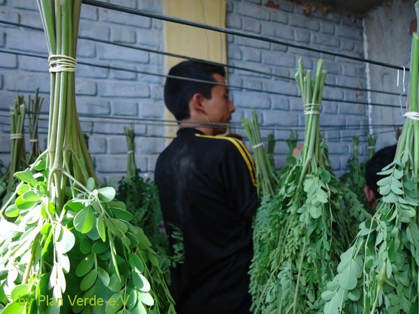 Moringa-Trocknung-Blattwerk-Plan-Verde-e.V.