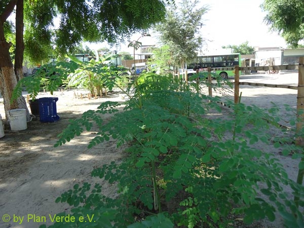 Moringa-Wald-im-Hogar-Plan-Verde-e.v.