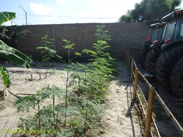 Moringa-fuer-Samenprodduktion-Plan-Verde-e.V.