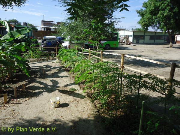 Moringa-nach-der-Schnitt-Plan-Verde-e.v.