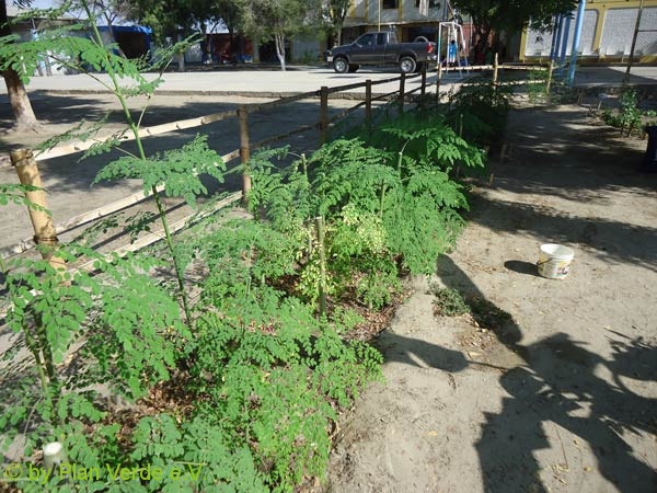 Moringa-nach-der-ersten-Schnitt-Plan-Verde-e.v.