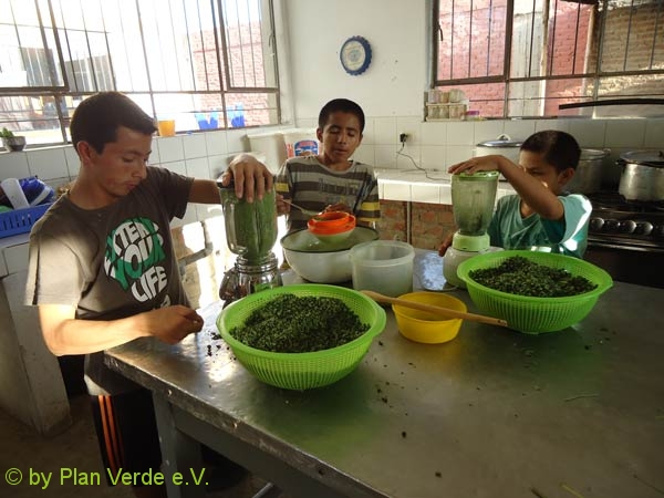 Moringablaetter-im-Mixer-zerkleinern-Plan-Verde-e.V.