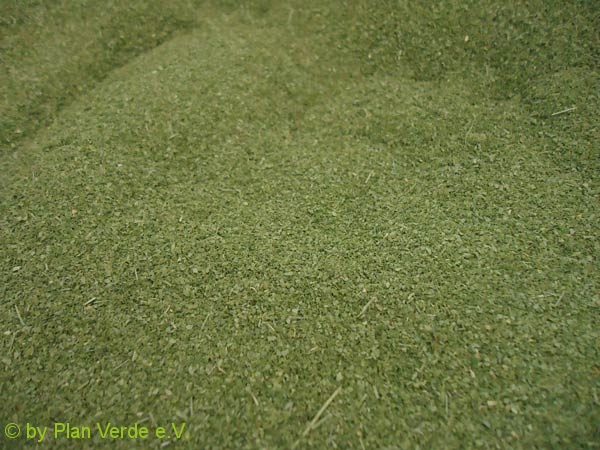 Moringapulver-Plan-Verde-e.V.