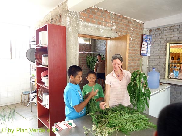 Sortierung-und-buendeln-Moringa-Blaetter-Plan-Verde-e.v.