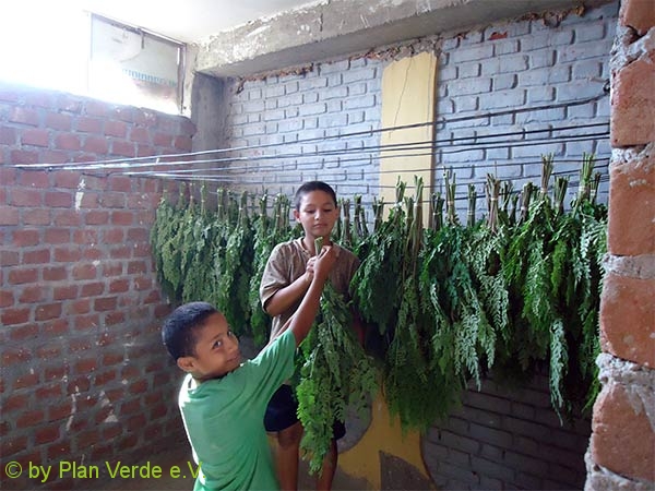 Trocknung-Moringa-Blaetter-Plan-Verde-e.v.
