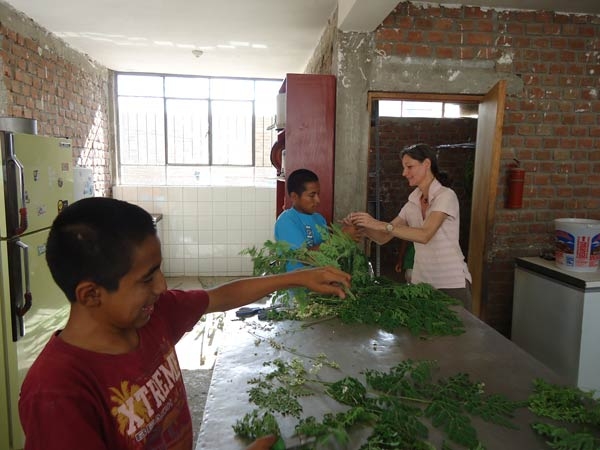 Buendeln-der-Moringa-Blaetter-Plan-Verde-e.V.