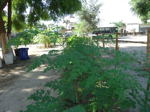 Moringa-Wald-im-Hogar-Plan-Verde-e.v.