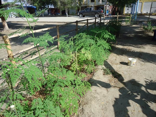 Moringa-nach-der-ersten-Schnitt-Plan-Verde-e.v.