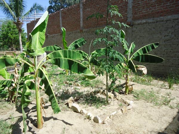 Plan-Verde-Versuchgarten-Banane-Moringa