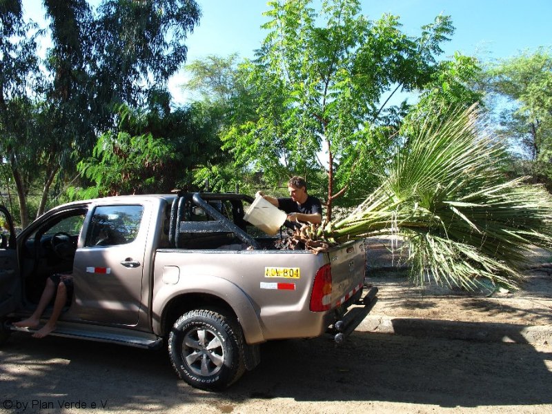 Rettungsaktion Palme ... Hilfe von Freunden
