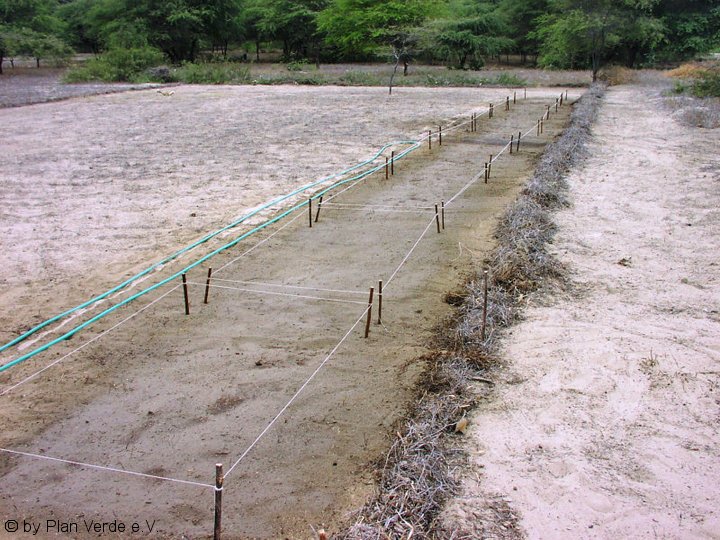 Vorbereitung der ersten Plantage