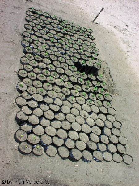 Die erste Plantage