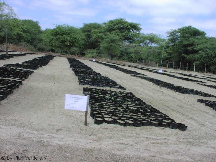 Plantage Plan Verde