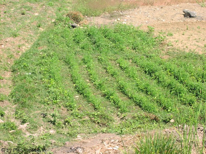 Bodenverbesserung mit Alfalfa