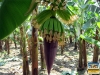 Besuch einer Bananenplantage