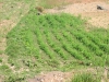 Bodenverbesserung mit Alfalfa