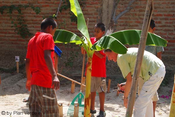 Pflanzenpflege-Banane-Plan-Verde-e.V.