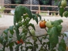Tomaten-Plan-Verde-e.V.