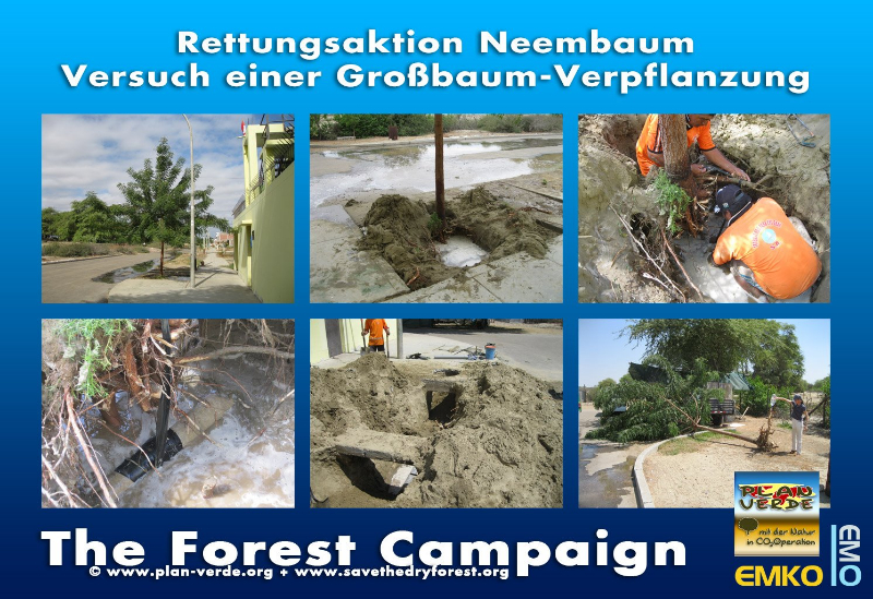 Überblick Rettungsaktion Neembaum